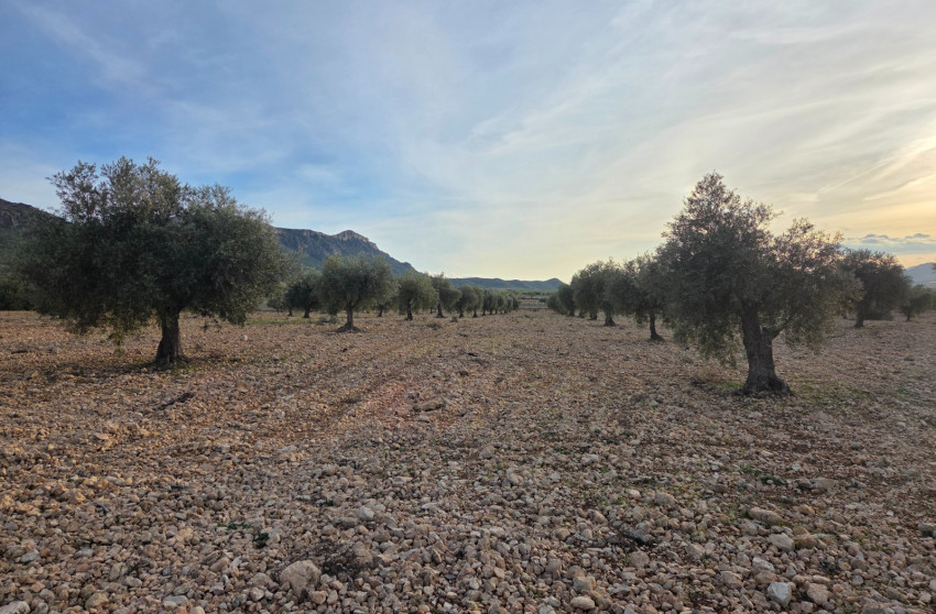 Herverkoop - Land -
Jumilla