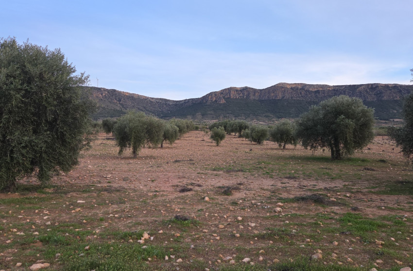 Herverkoop - Land -
Jumilla