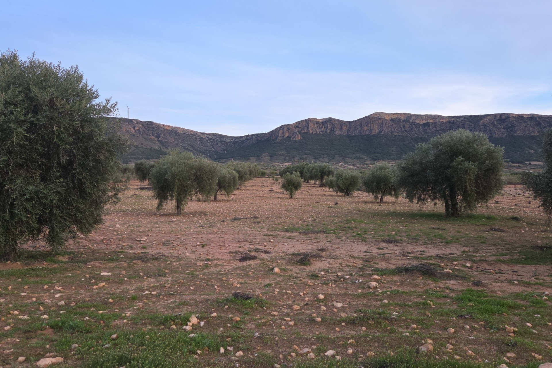 Herverkoop - Land -
Jumilla