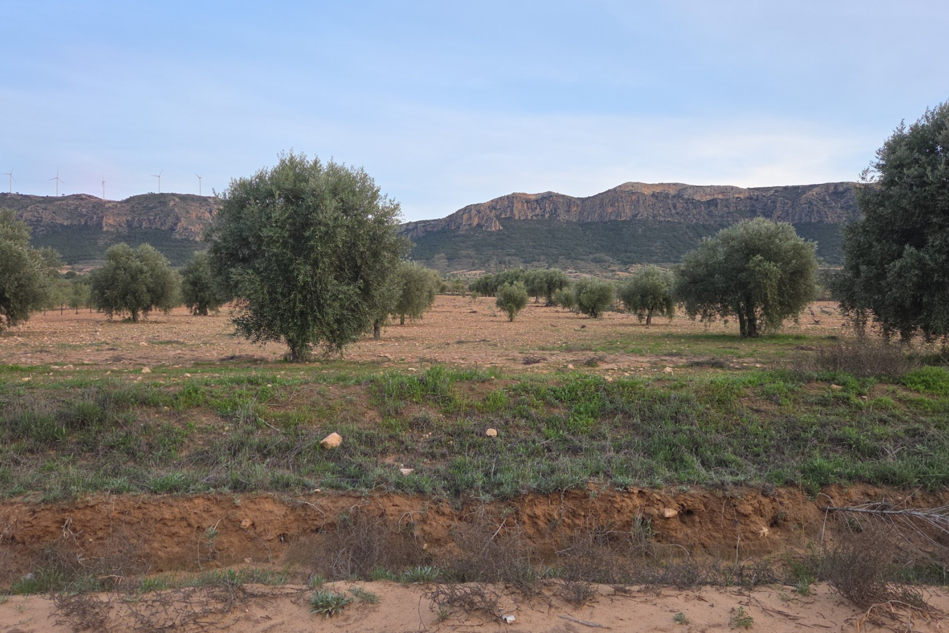 Herverkoop - Land -
Jumilla