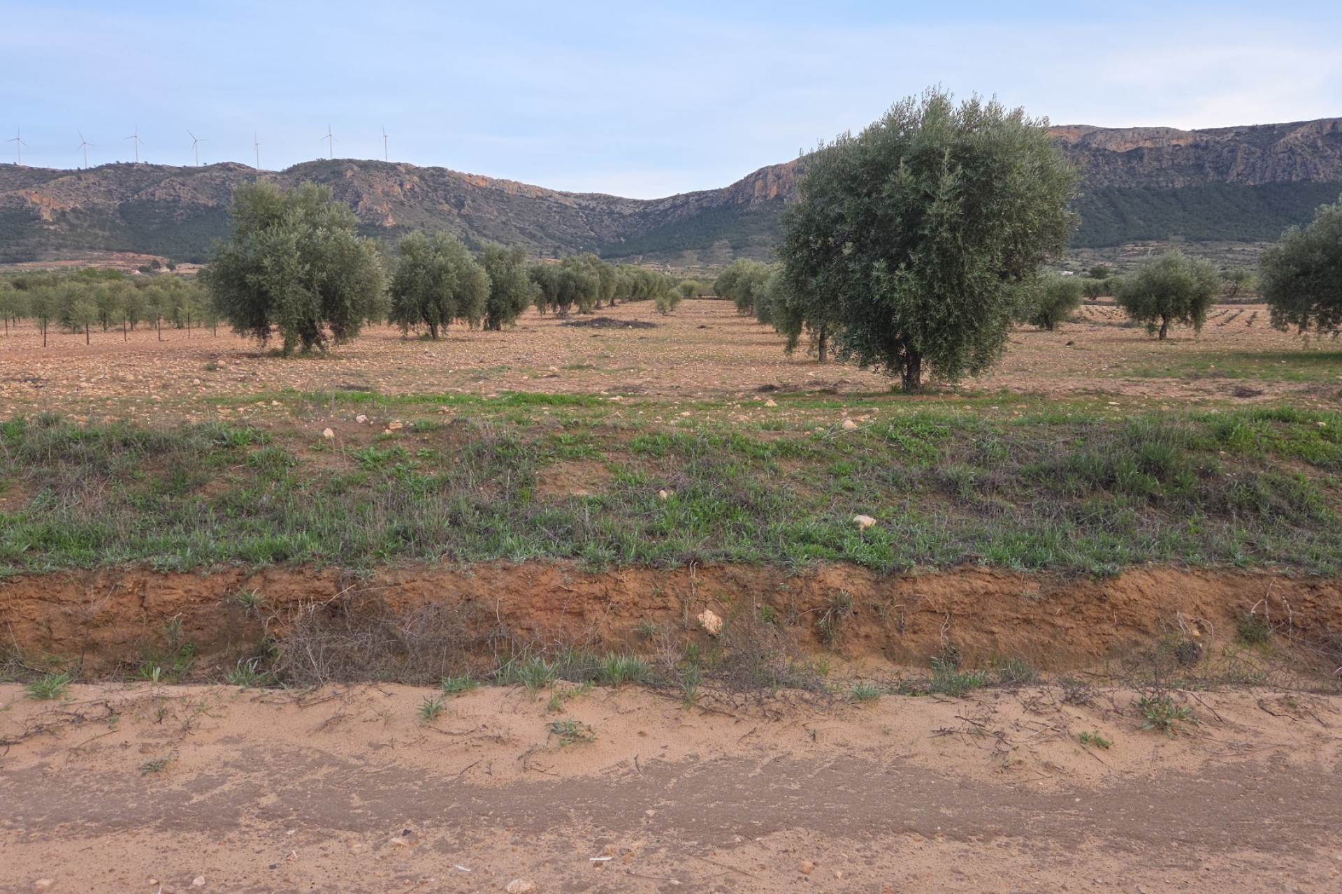 Herverkoop - Land -
Jumilla
