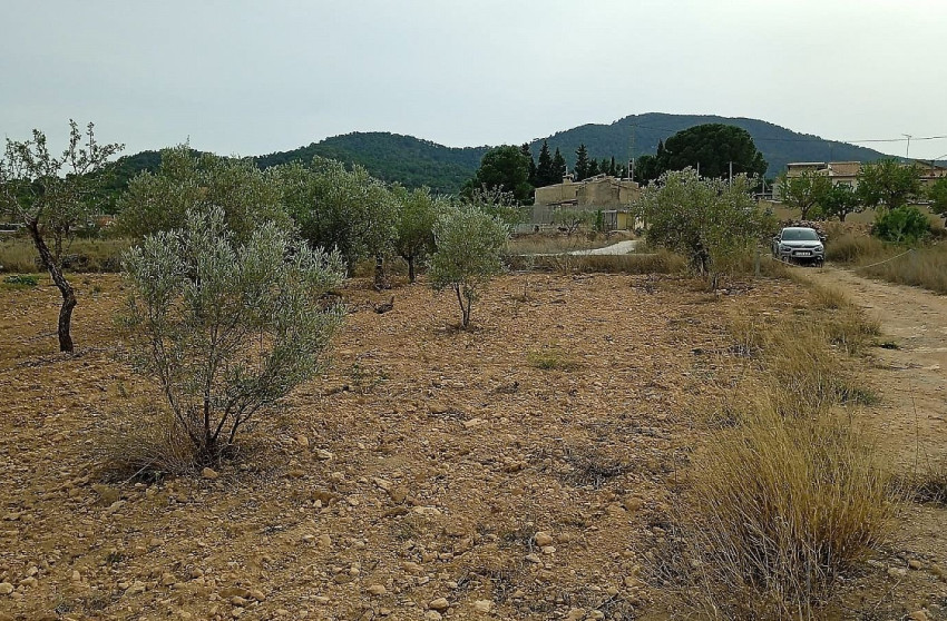 Herverkoop - Land -
Mon&oacute;var - Monovar