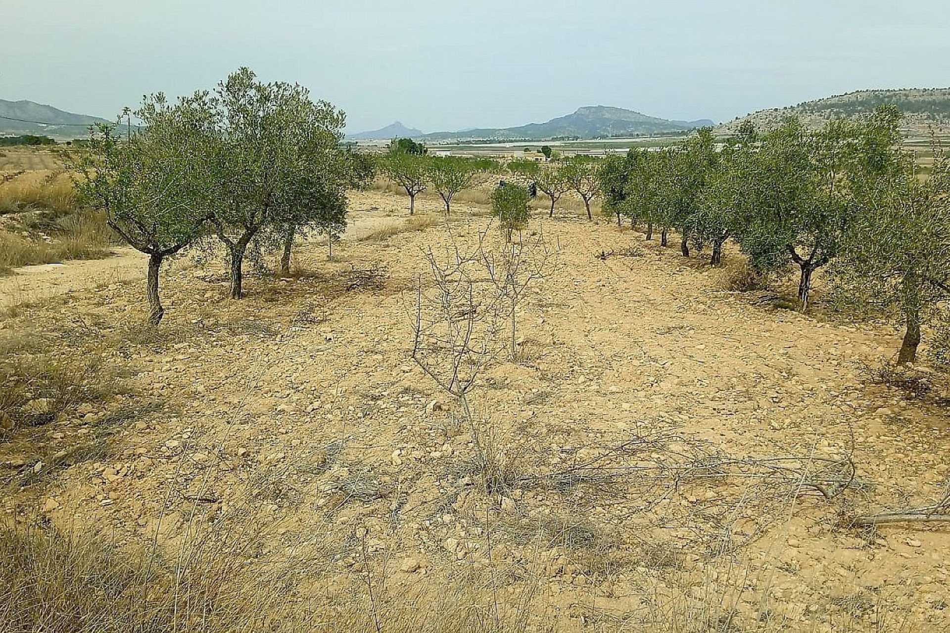 Herverkoop - Land -
Mon&oacute;var - Monovar