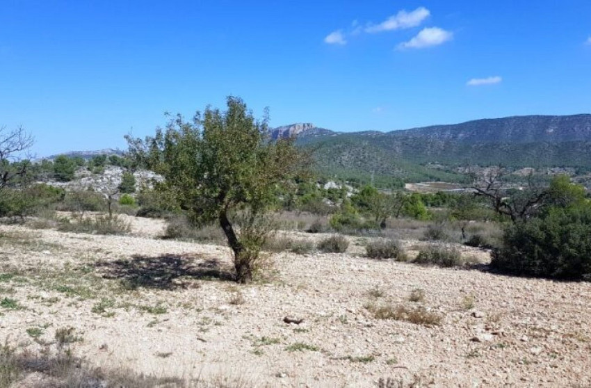 Herverkoop - Land -
Monovar