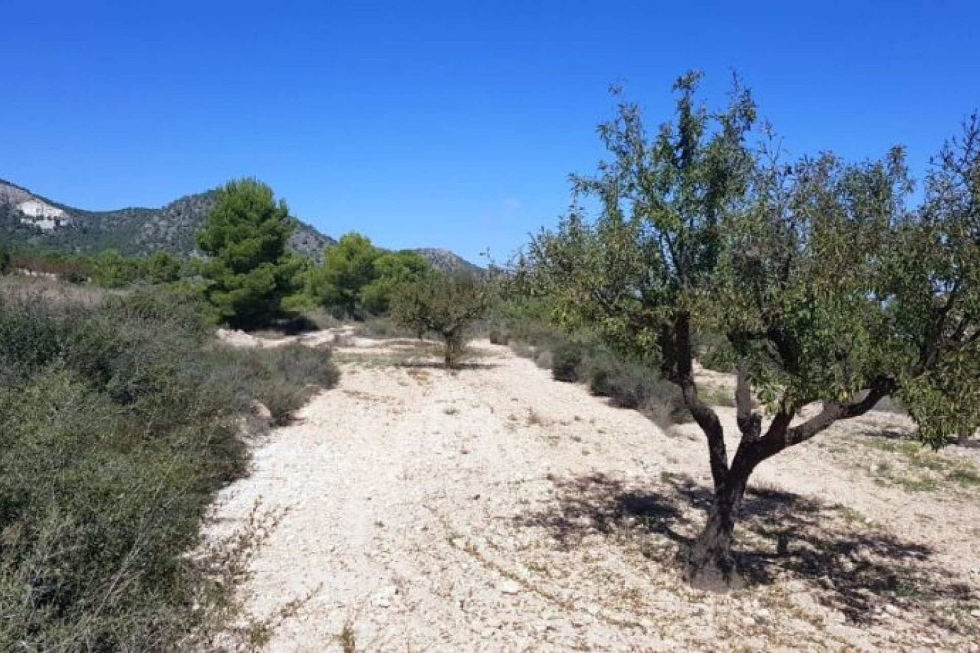 Herverkoop - Land -
Monovar