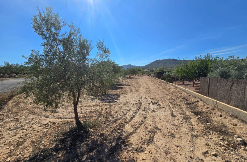 Herverkoop - Land -
Salinas