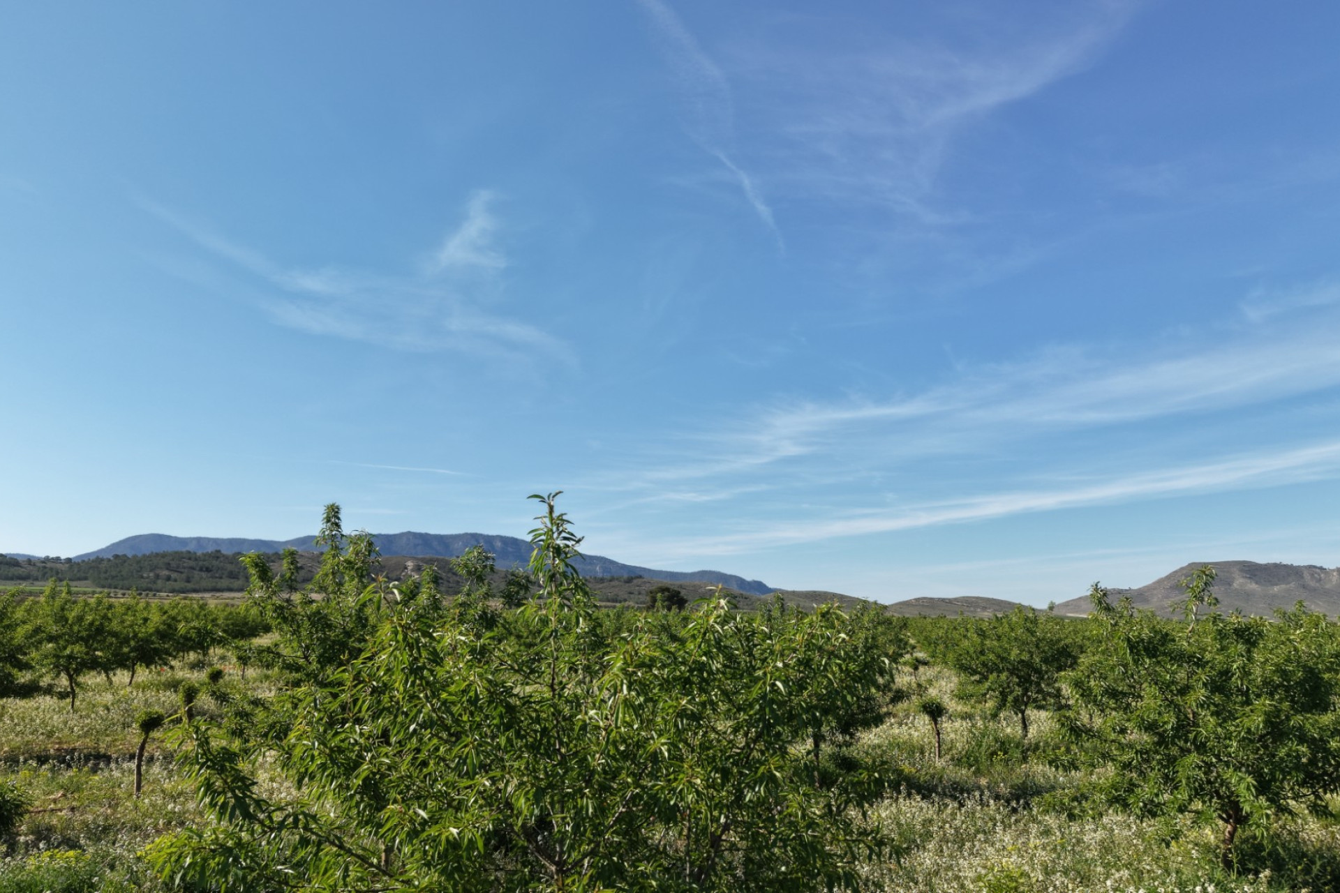 Herverkoop - Land -
Yecla - Yecla Murcia