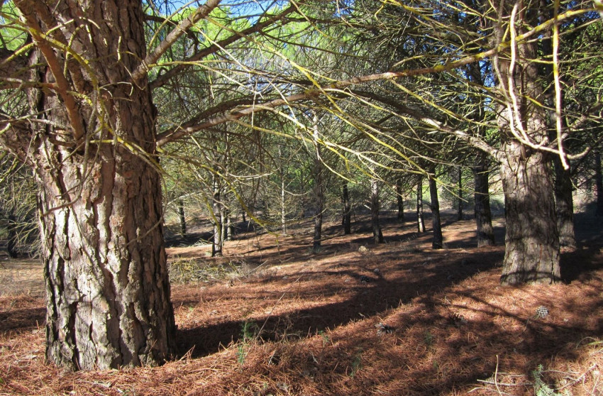 Herverkoop - Land -
Yecla