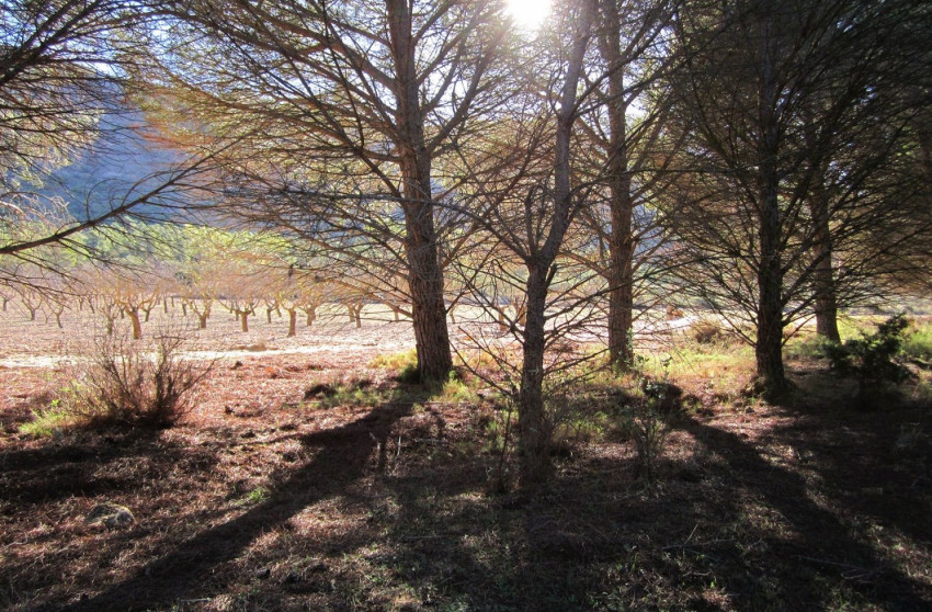 Herverkoop - Land -
Yecla