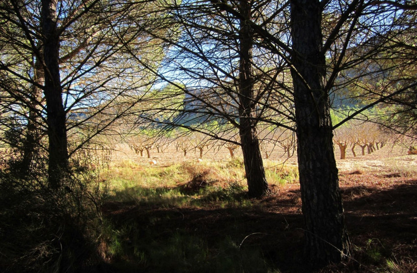 Herverkoop - Land -
Yecla