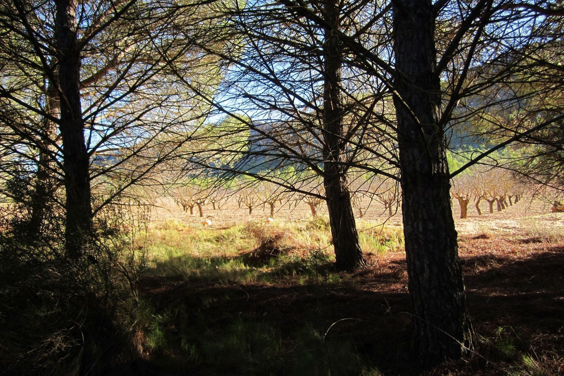 Herverkoop - Land -
Yecla