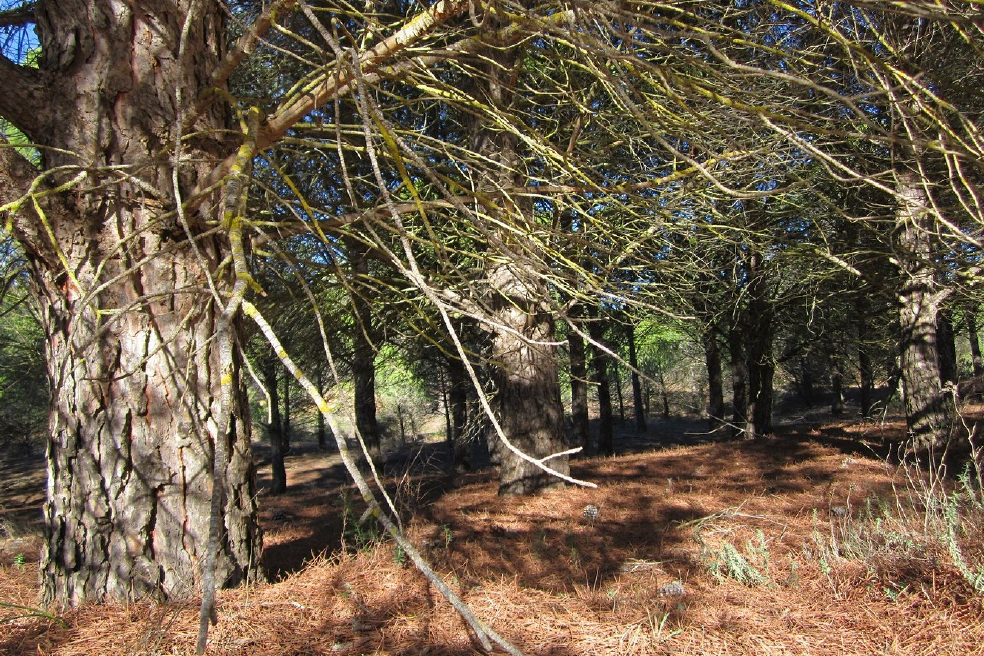 Herverkoop - Land -
Yecla