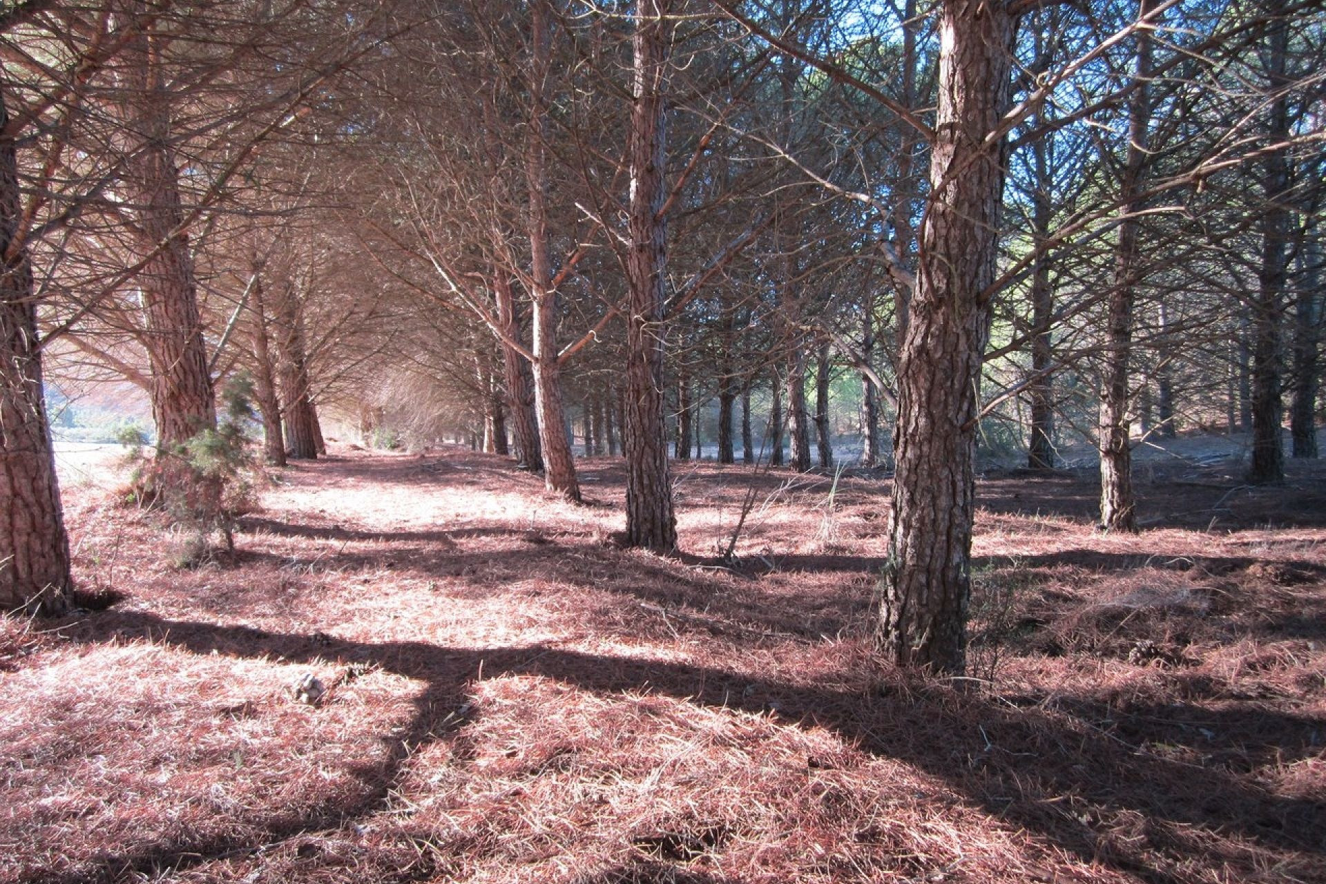 Herverkoop - Land -
Yecla