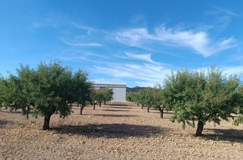 Herverkoop - Land -
Yecla