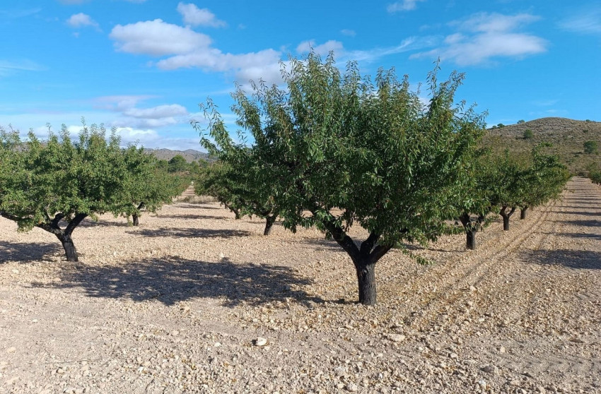 Herverkoop - Land -
Yecla