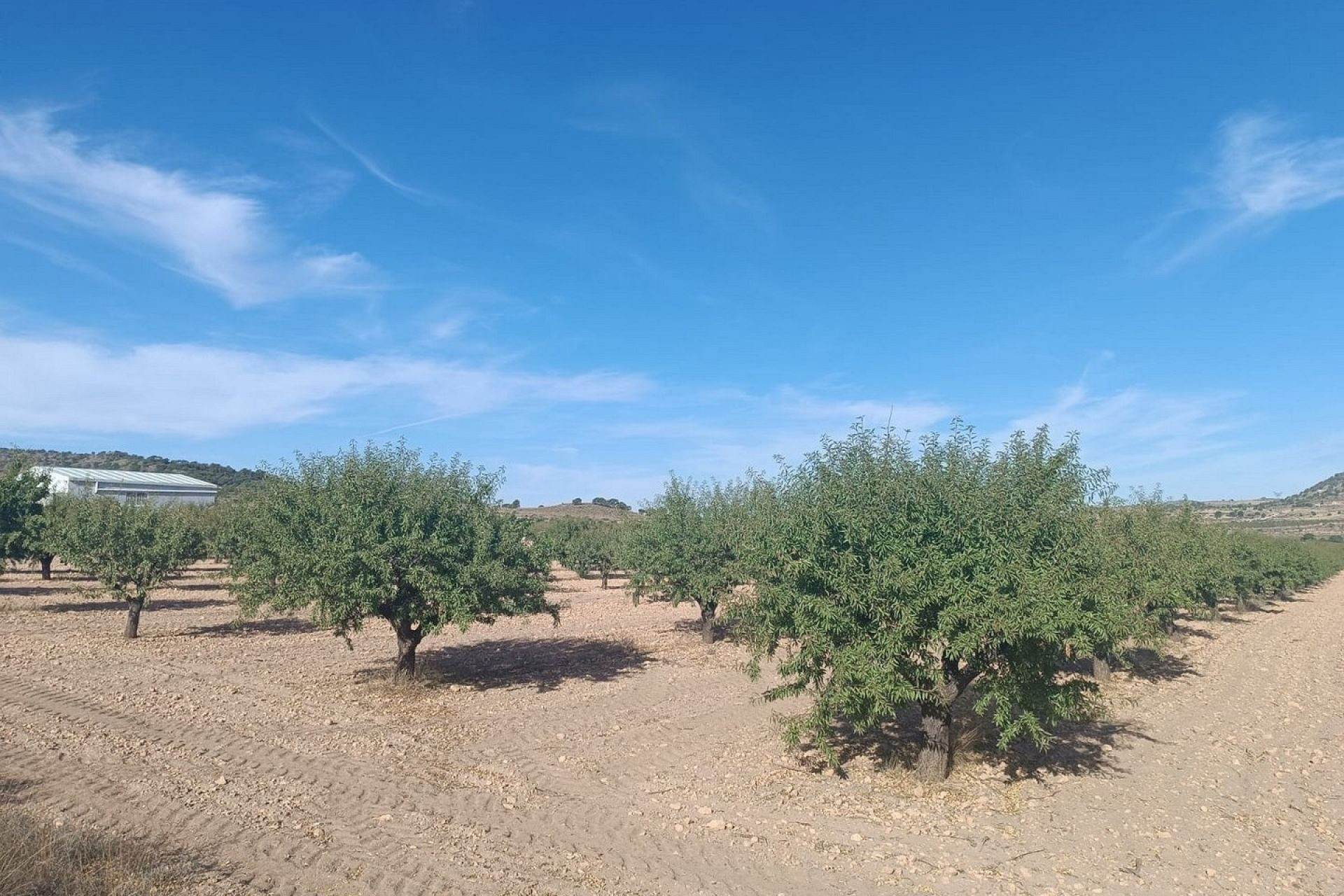 Herverkoop - Land -
Yecla