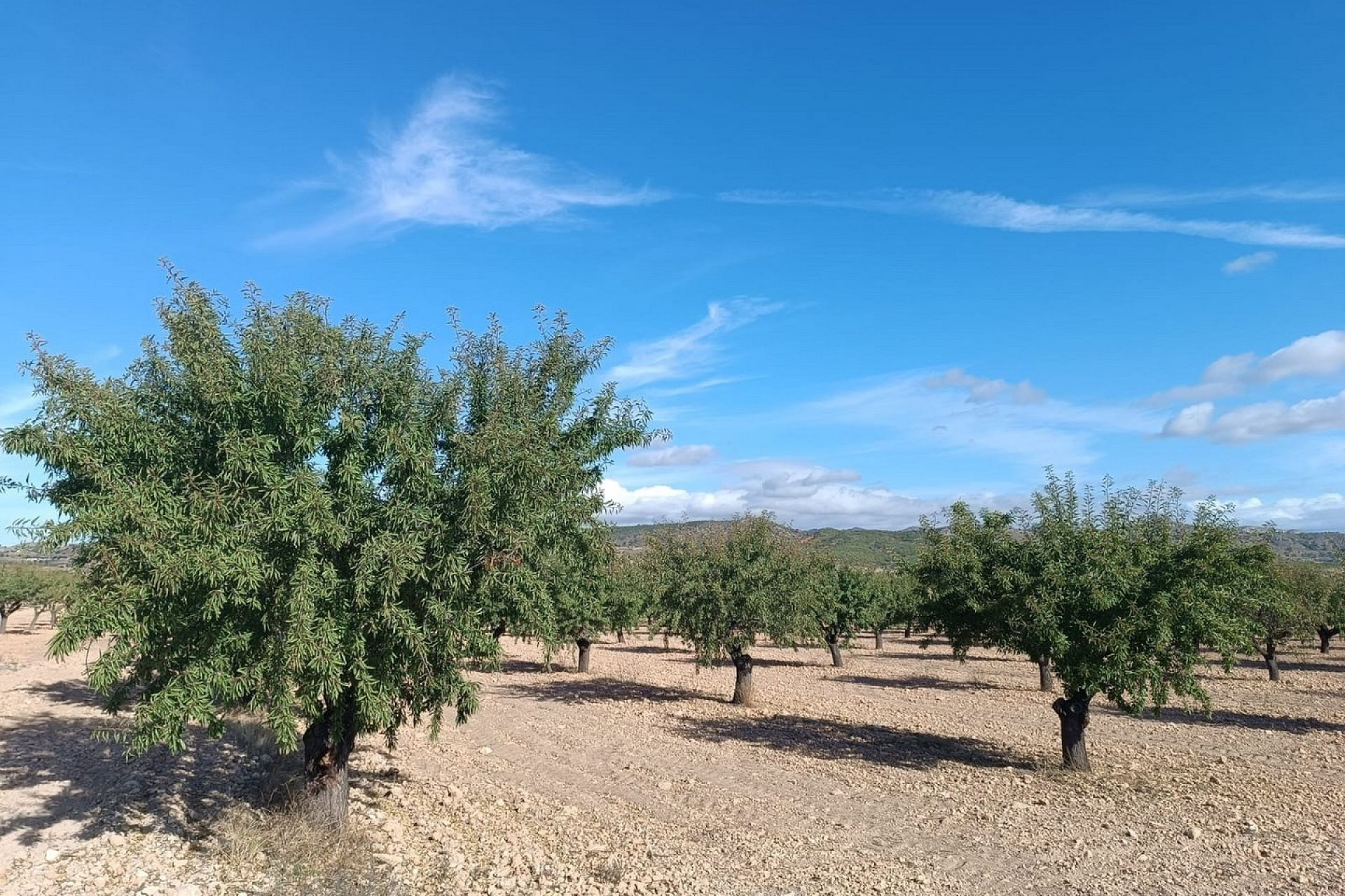 Herverkoop - Land -
Yecla