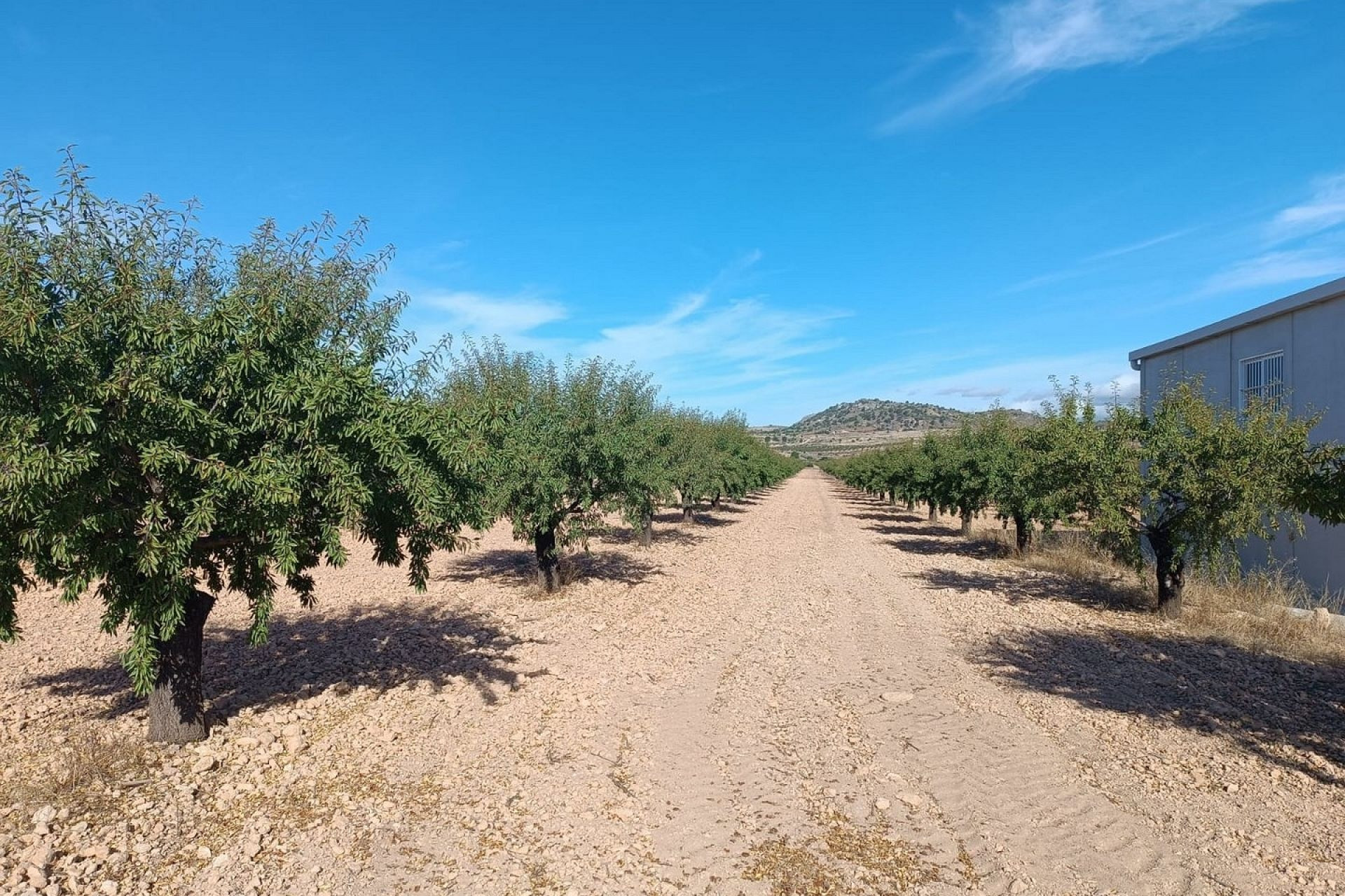 Herverkoop - Land -
Yecla