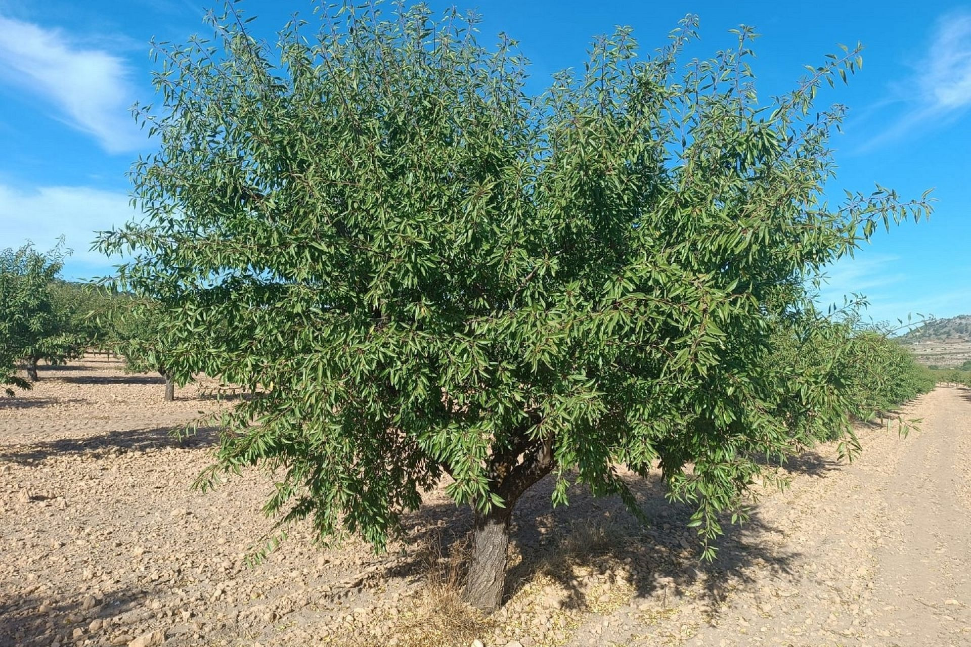 Herverkoop - Land -
Yecla