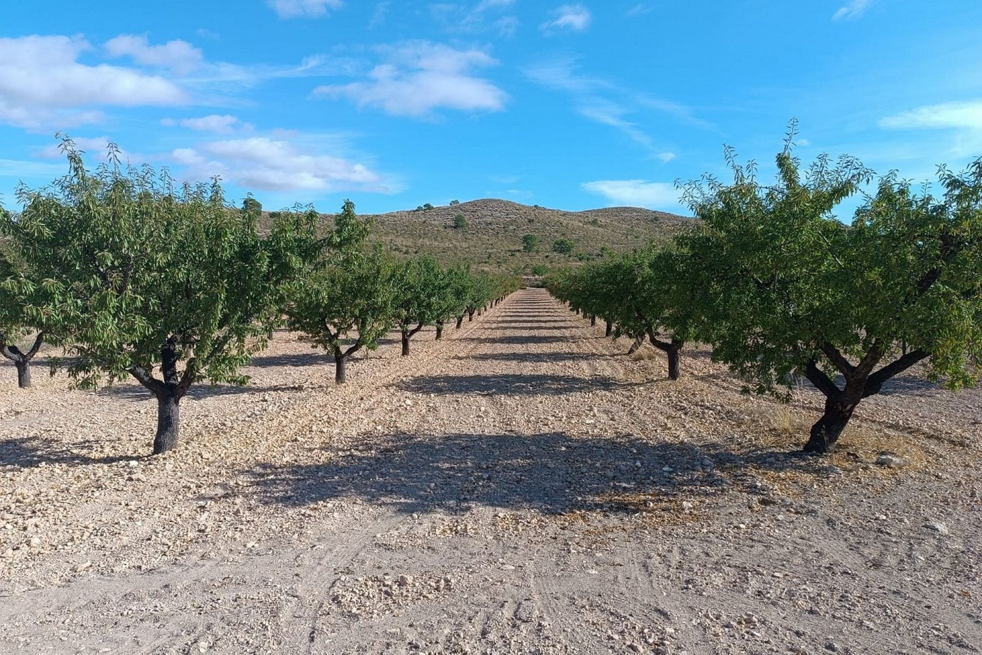 Herverkoop - Land -
Yecla