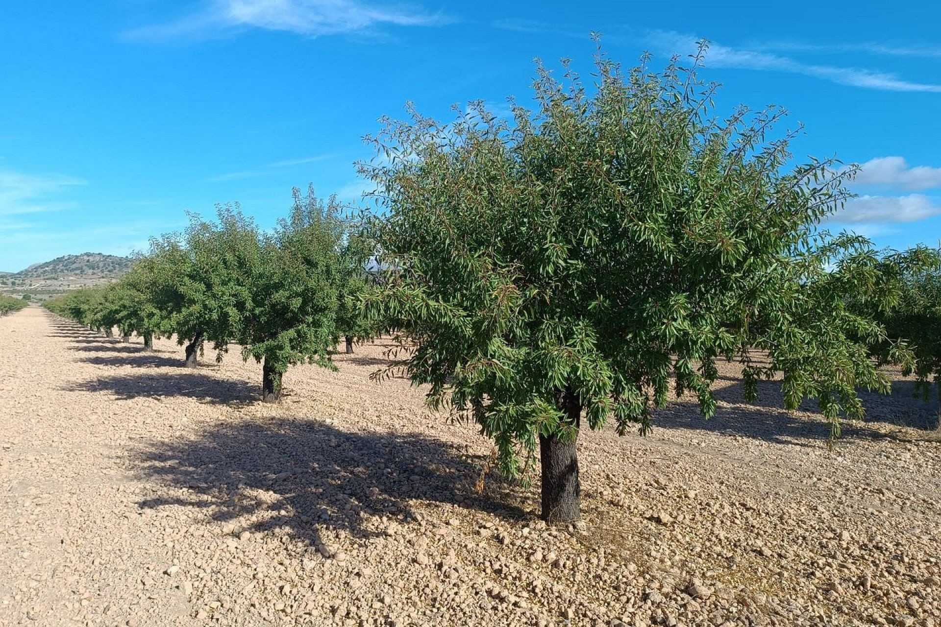 Herverkoop - Land -
Yecla