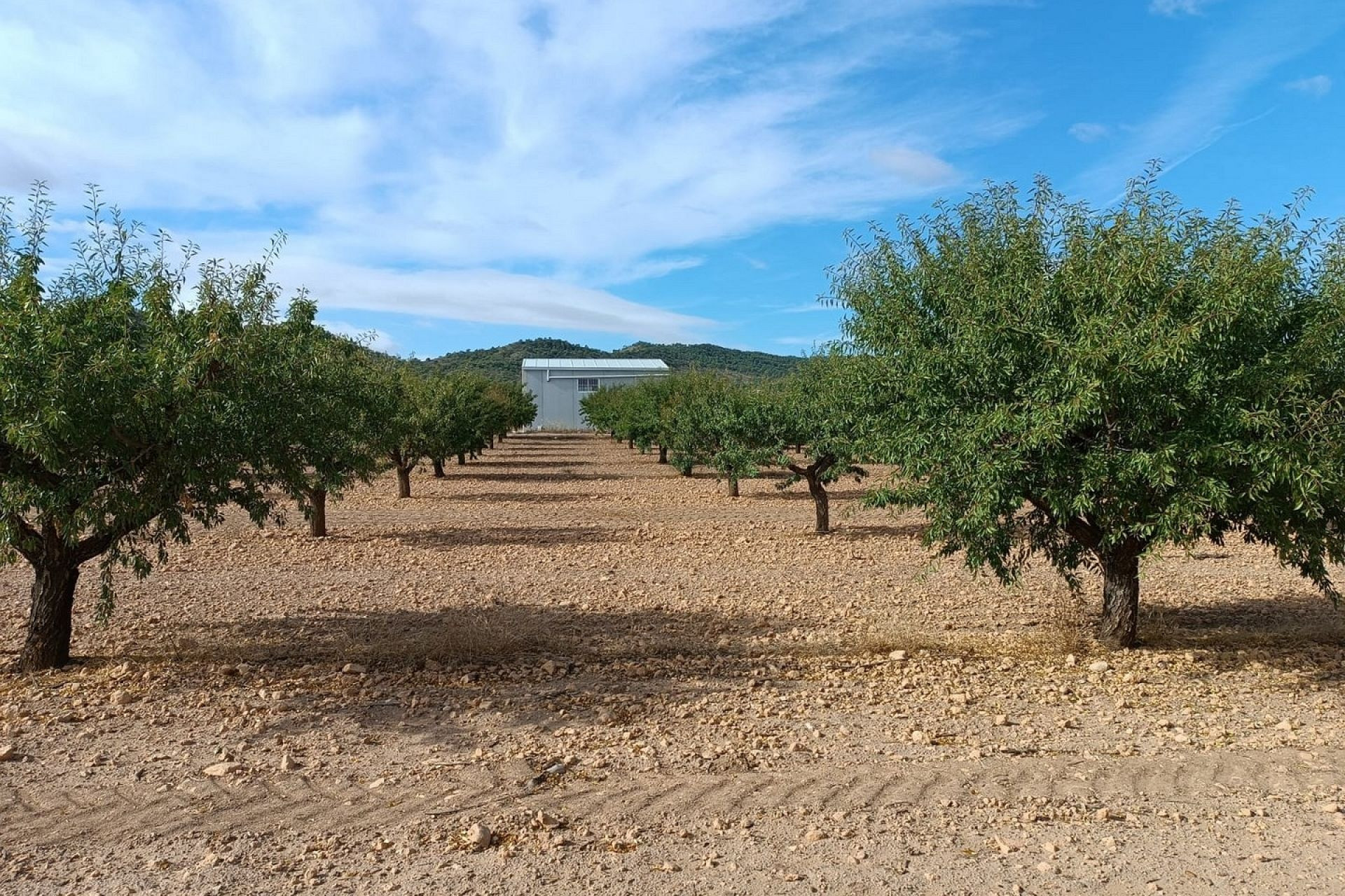Herverkoop - Land -
Yecla