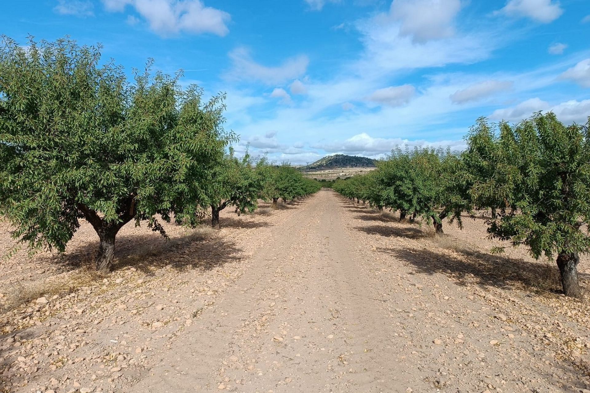 Herverkoop - Land -
Yecla
