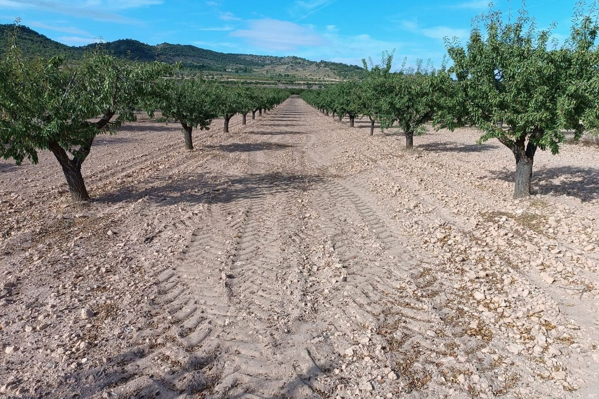 Herverkoop - Land -
Yecla