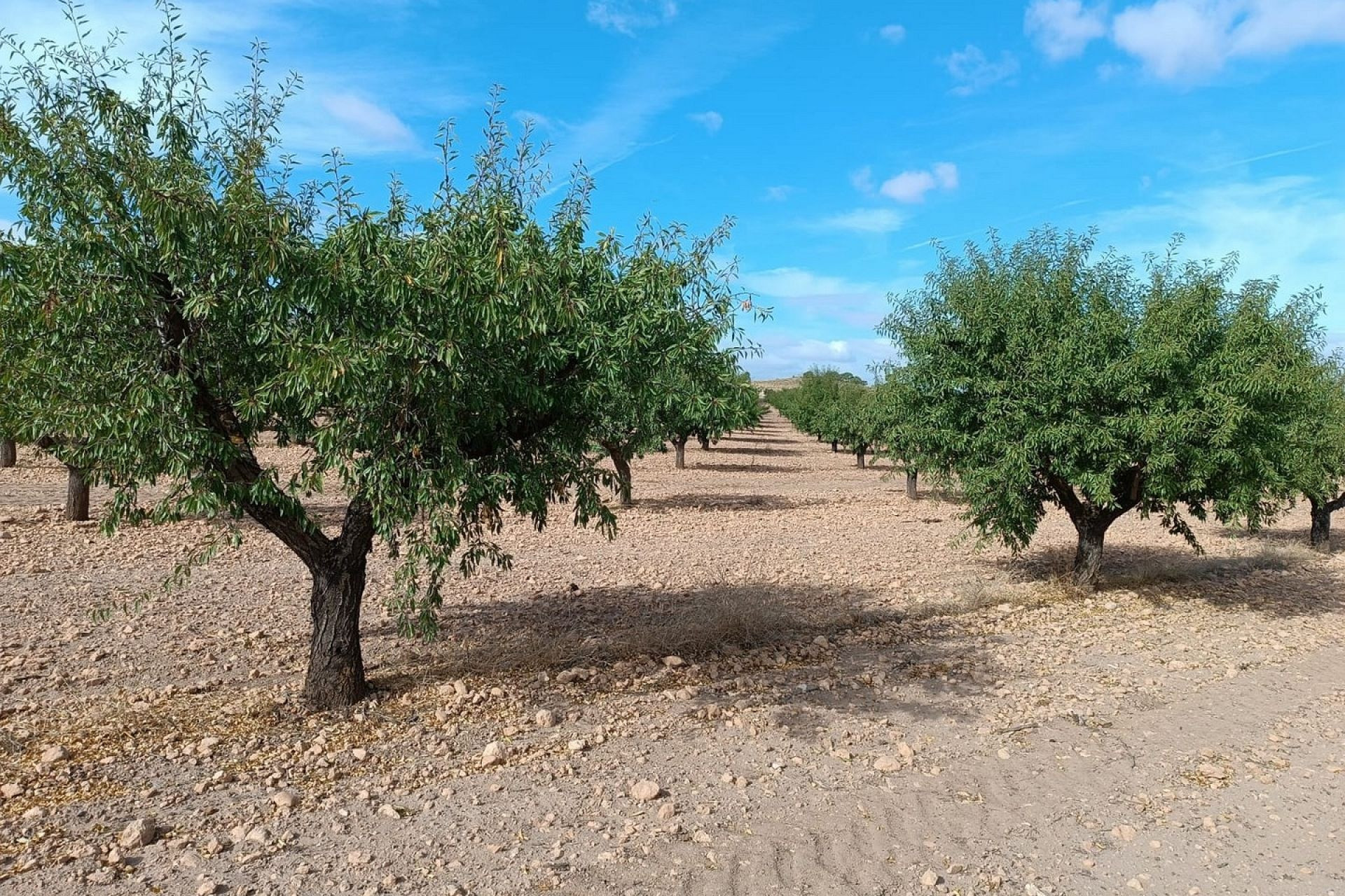 Herverkoop - Land -
Yecla