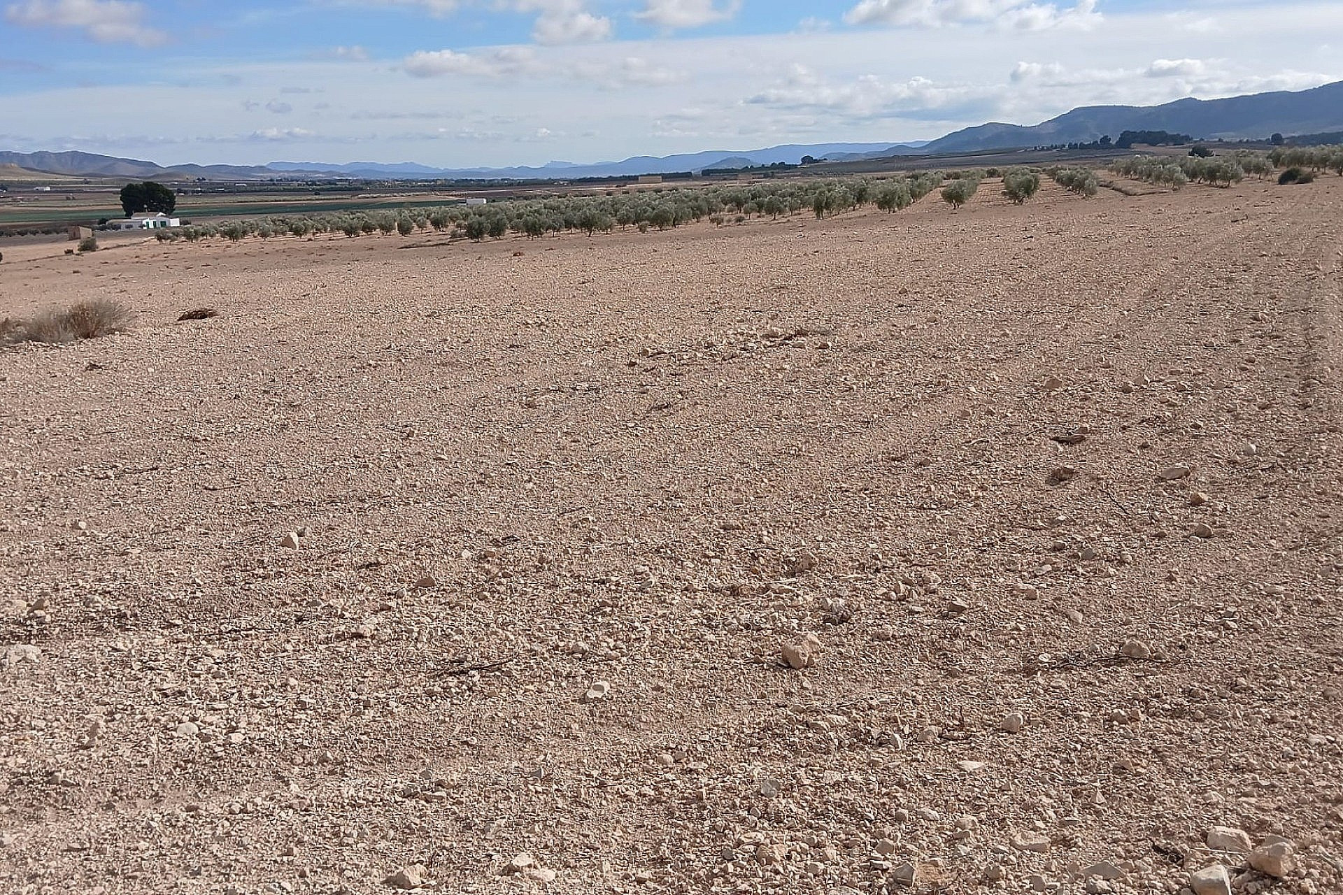 Herverkoop - Land -
Yecla