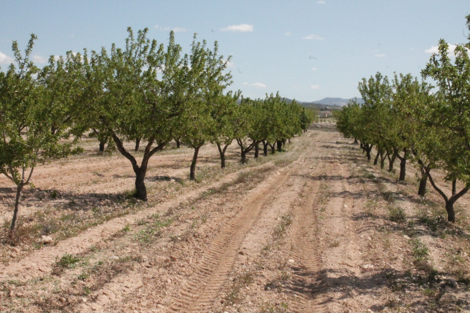 Herverkoop - Landhuis -
Cañada del Trigo - Canada del Trigo Murcia