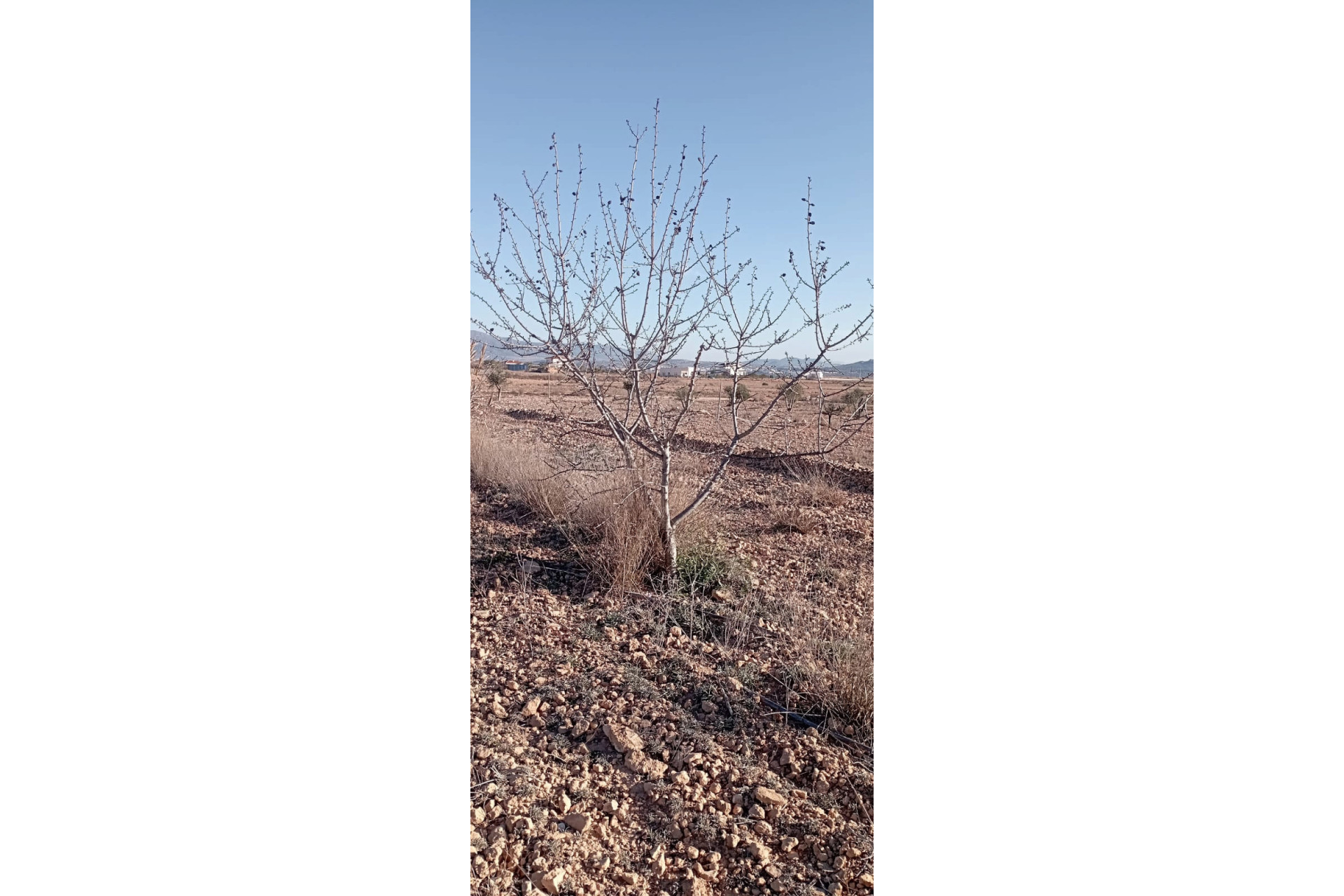 Herverkoop - Landhuis -
Pinoso