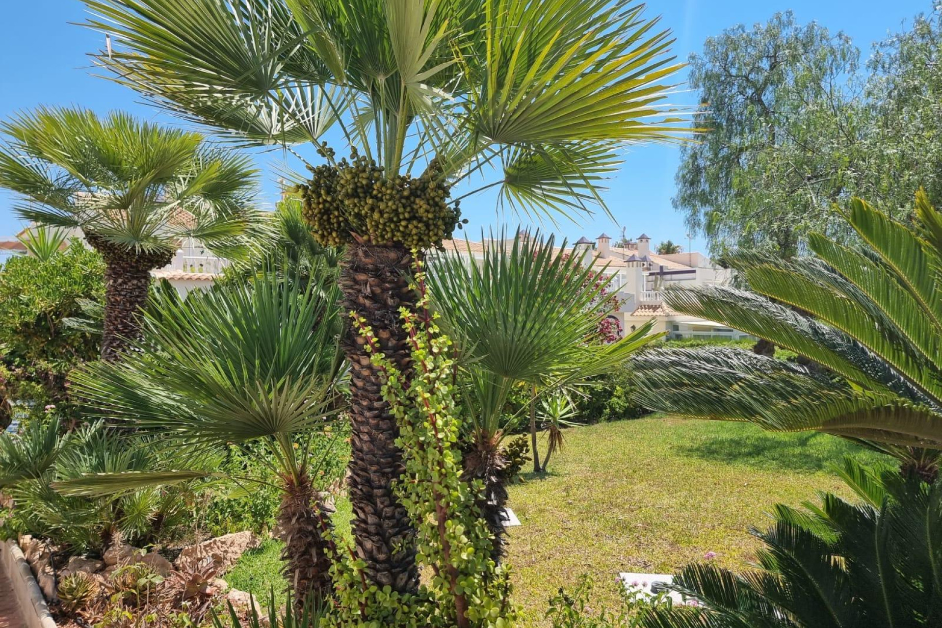 Herverkoop - Plat -
Torrevieja - Los Balcones - Los Altos del Edén