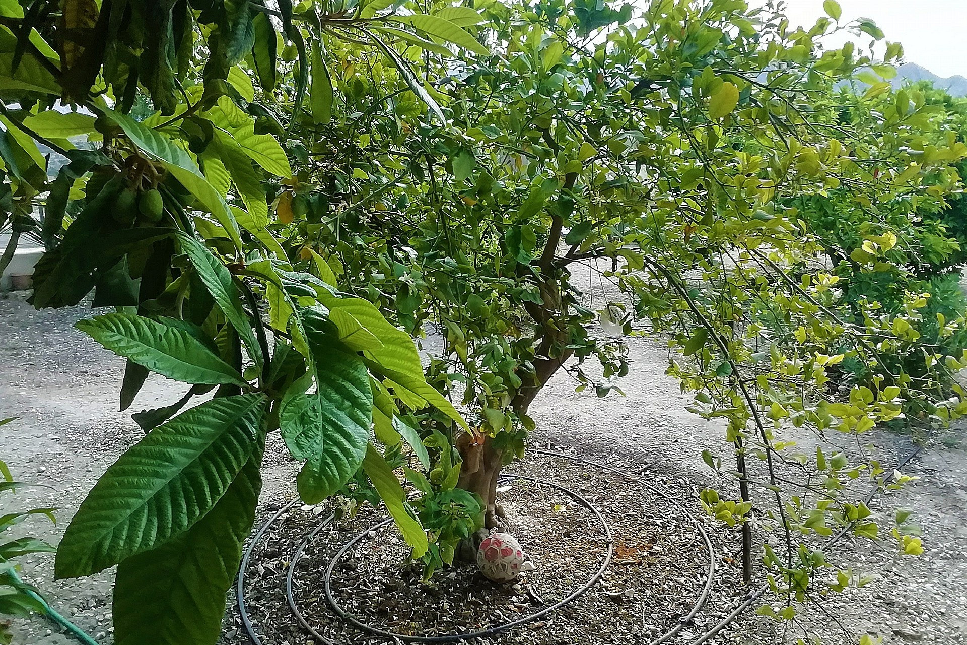 Herverkoop - Villa -
Abanilla