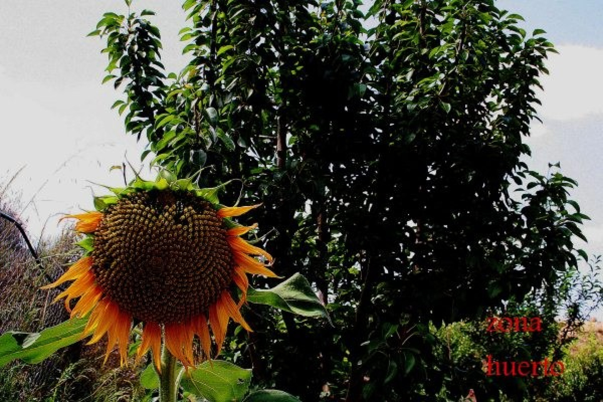 Herverkoop - Villa -
Gea Truyols - Gea y Trujols