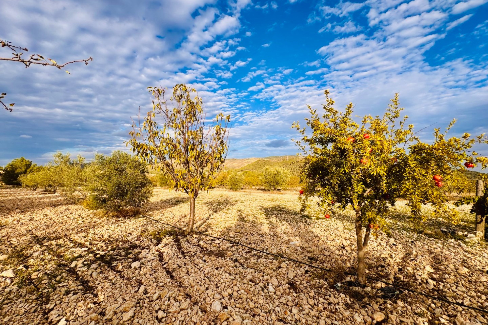 Herverkoop - Villa -
Monóvar - Monovar