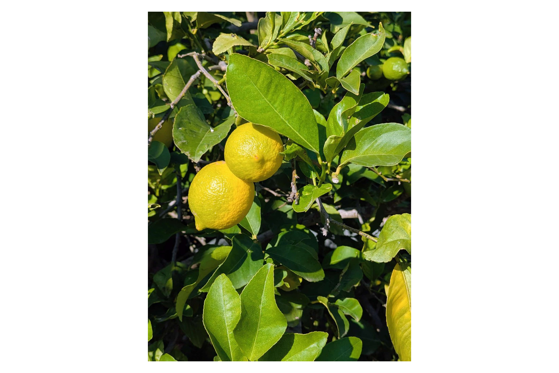 Herverkoop - Villa -
Orihuela Costa - Orihuela