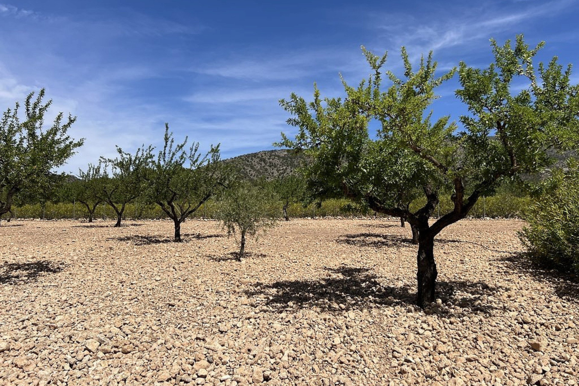 Herverkoop - Villa -
Pinoso