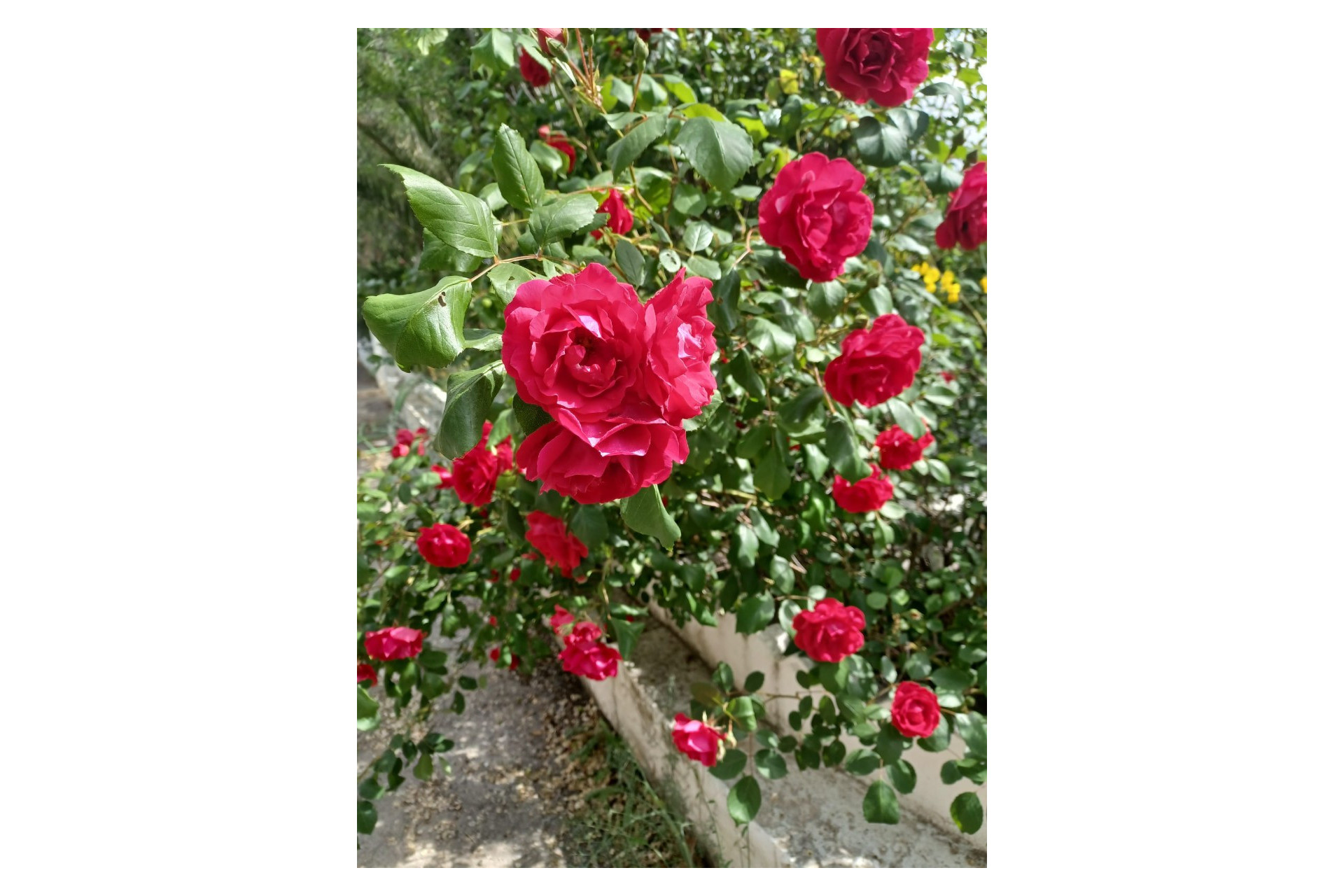 Herverkoop - Villa -
Sax