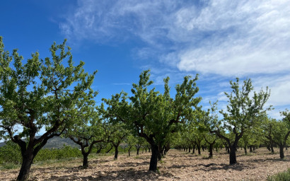 Land - Herverkoop - Hondón de los Fráiles - Hondón de los Fráiles
