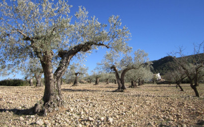 Land - Herverkoop -
            Yecla - 86635