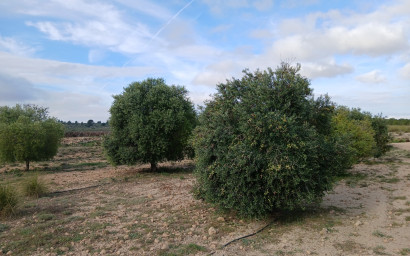 Land - Resale -
            Yecla - AC004