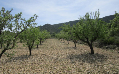 Land - Resale - Yecla -
                Yecla