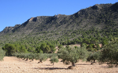 Land - Resale - Yecla - Yecla