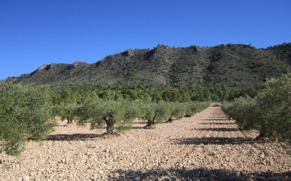Land - Resale - Yecla -
                Yecla
