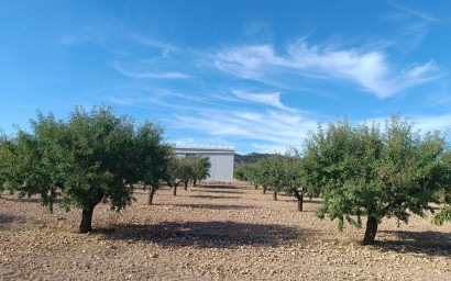 Land - Resale - Yecla - Yecla