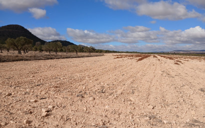 Land - Resale - Yecla - Yecla