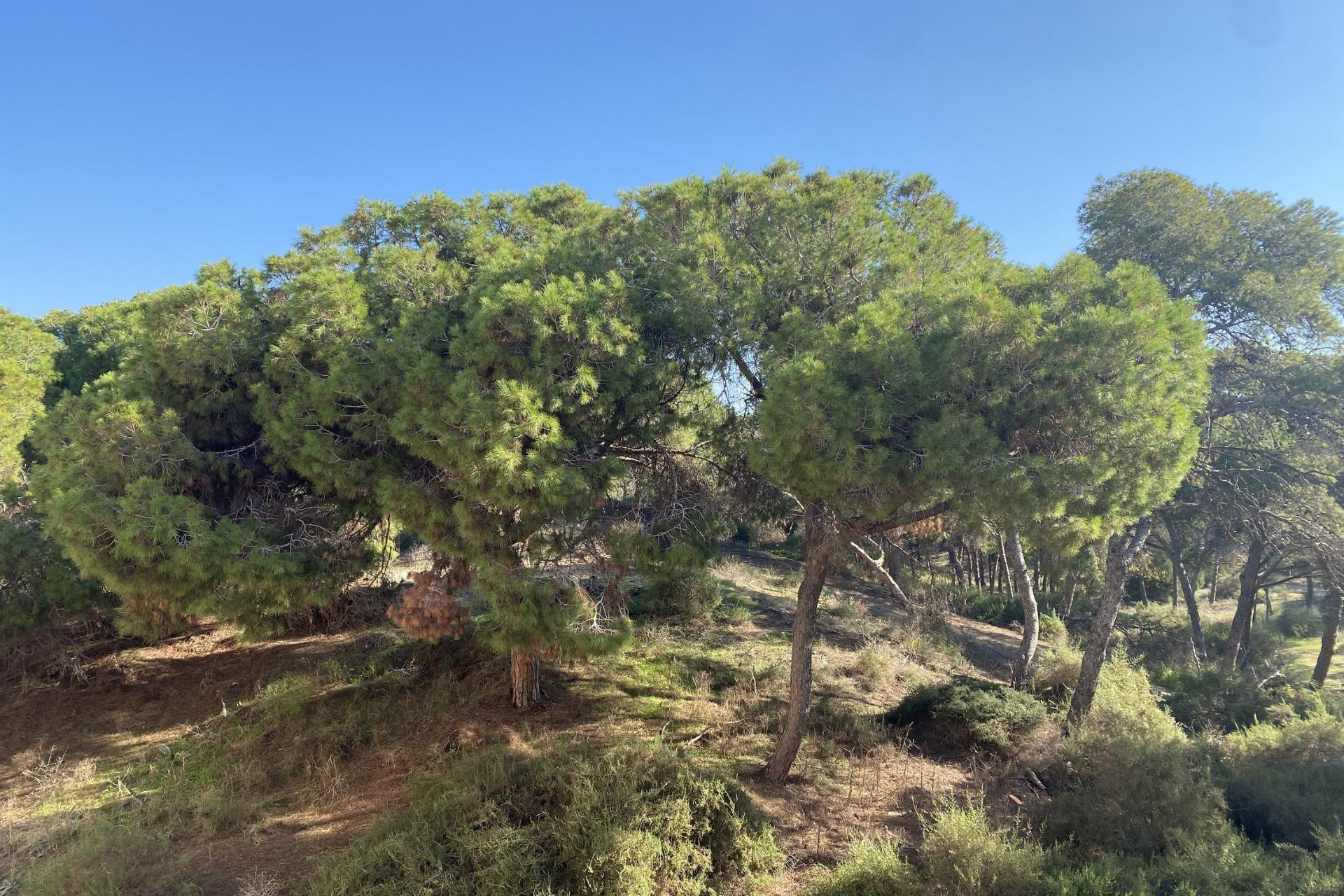 New Build - Apartment -
Guardamar del Segura