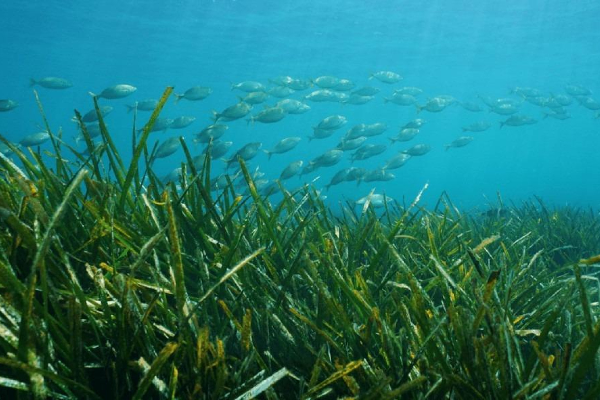 Nieuwbouw - Villa -
Benissa - Racó Del Galeno