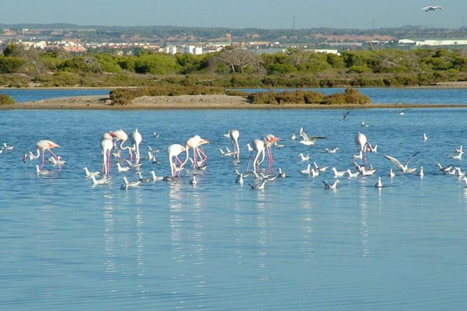 Nieuwbouw - Villa -
San Pedro del Pinatar - Pueblo